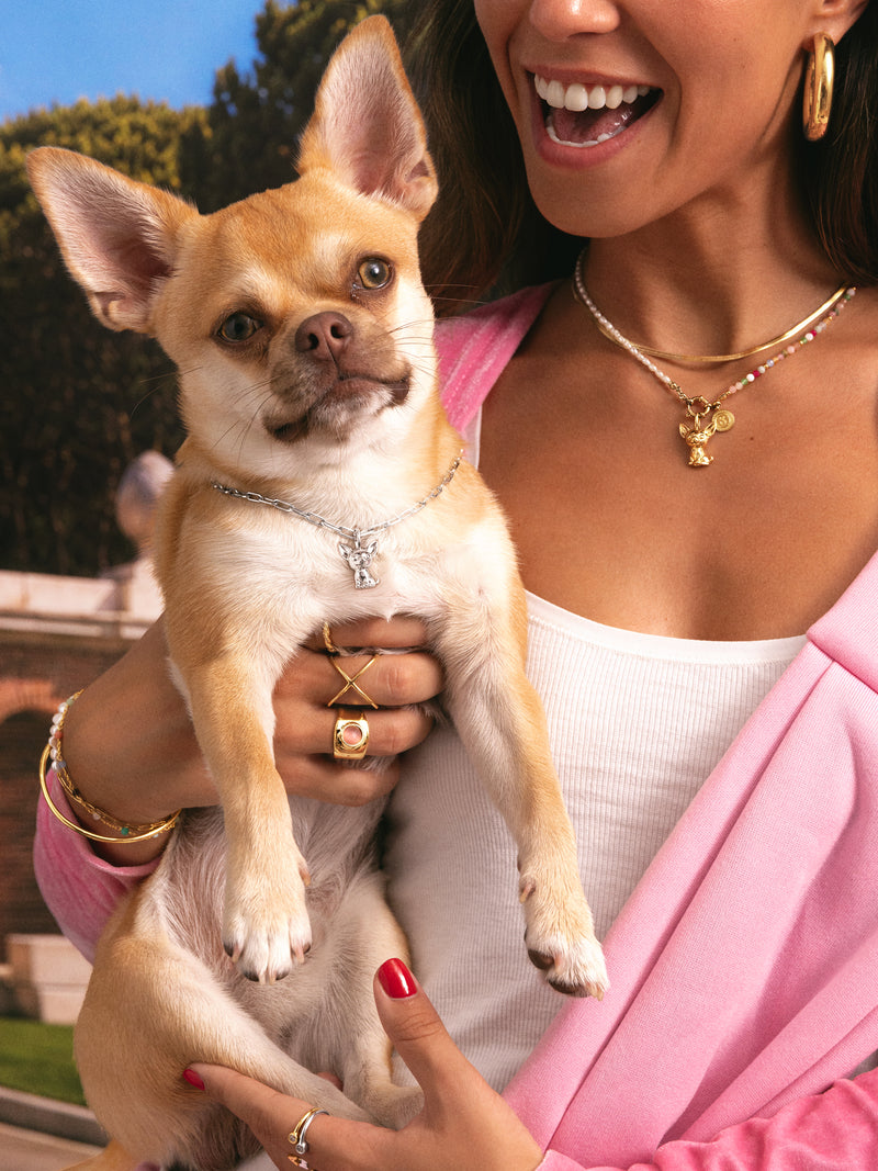 Charm Chihuahua