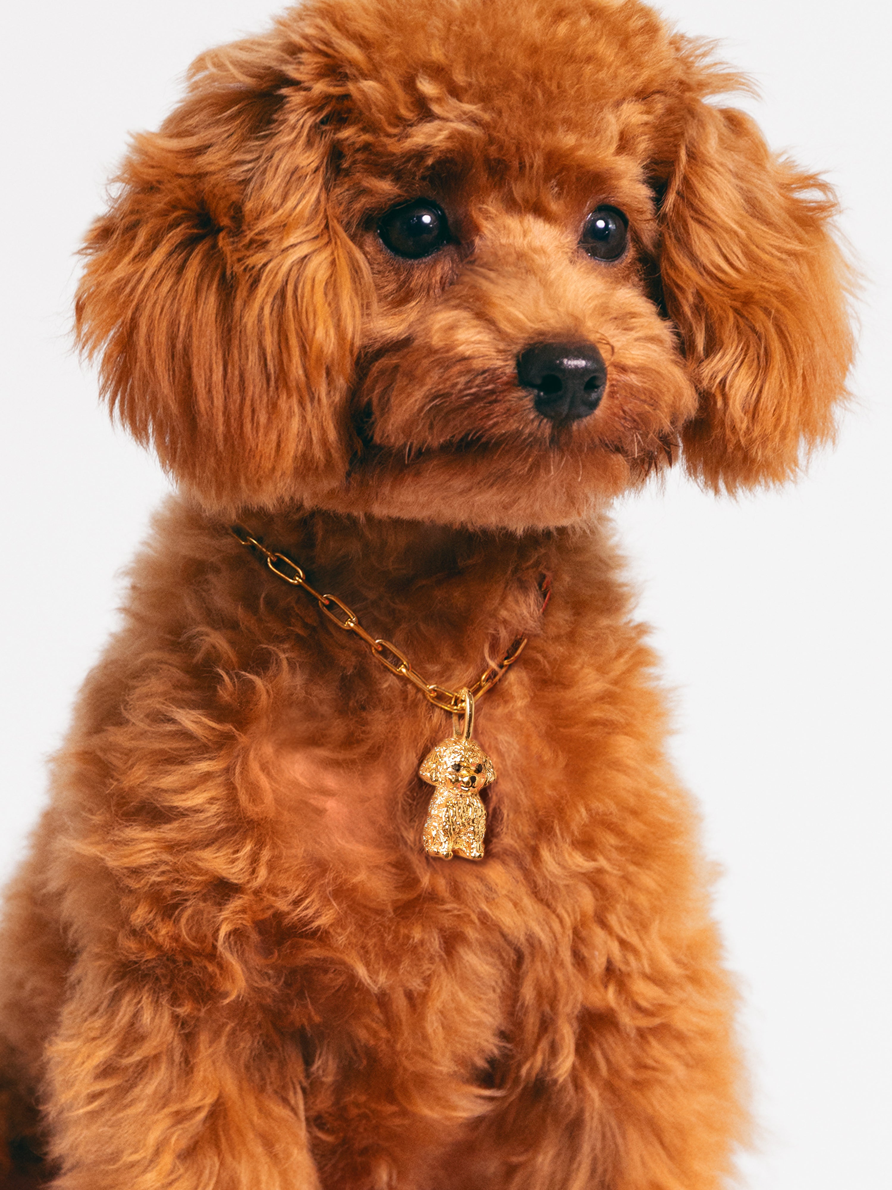 Toy Poodle Gold Charm