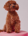 Toy Poodle Gold Charm